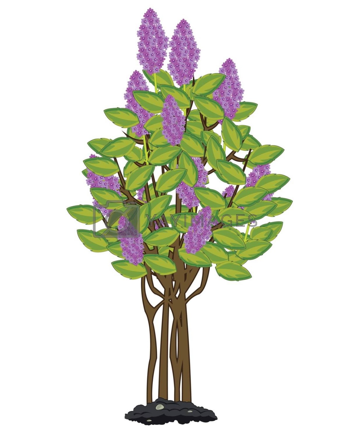 Сирень дерево для детей