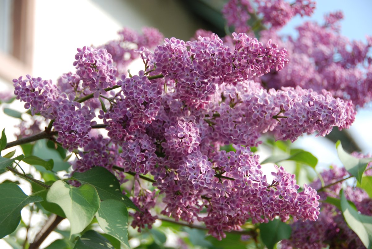 Сирень Хелен