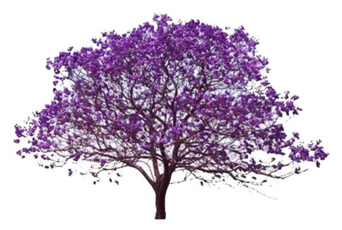 Красивое дерево на прозрачном фоне