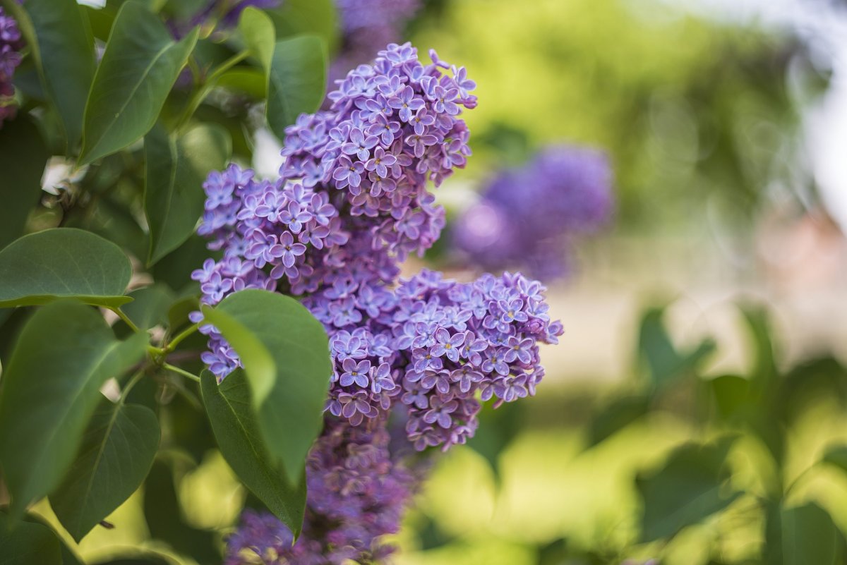 Сирень Звягинцева