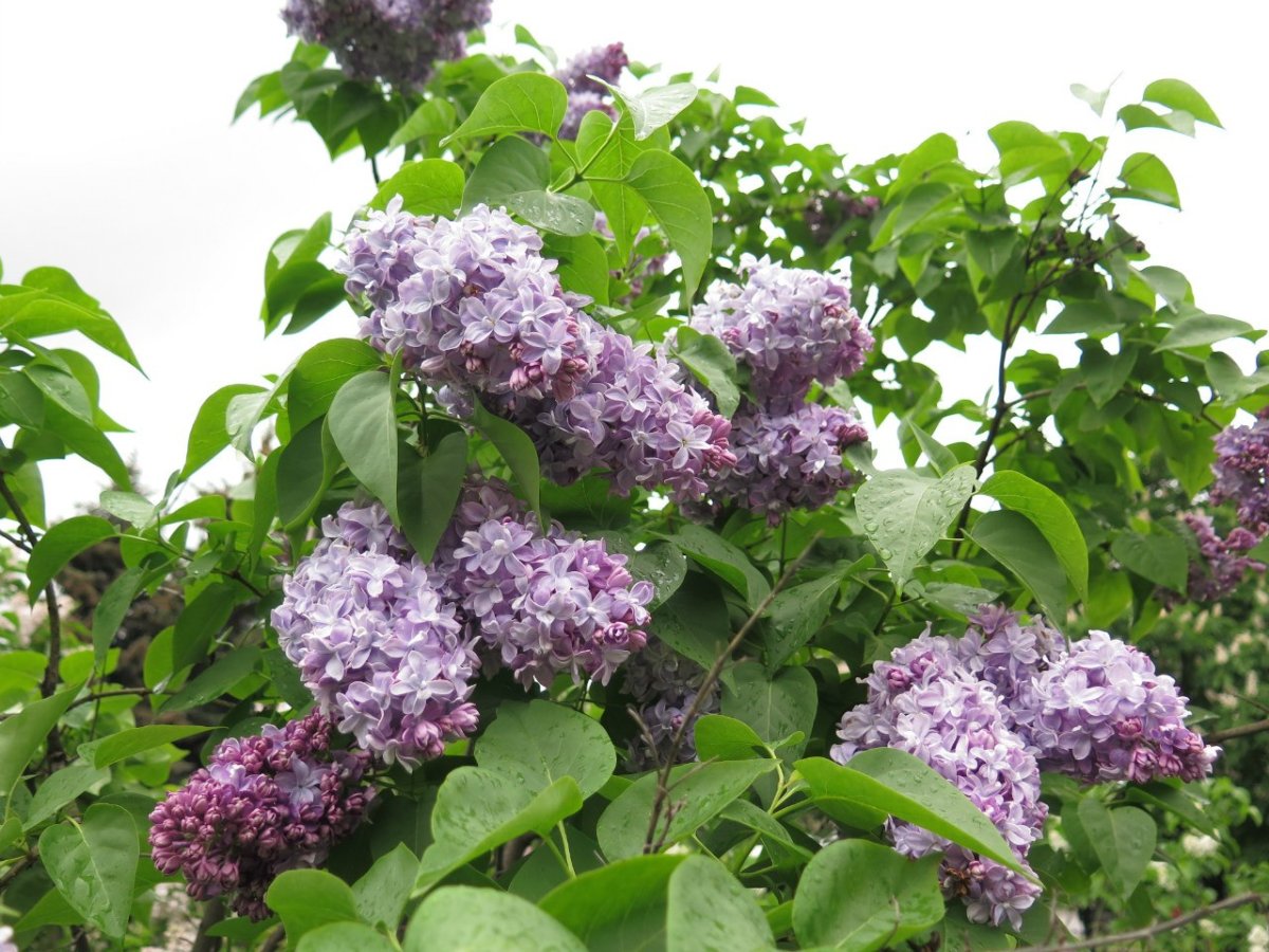 Сирень Христофор Колумб