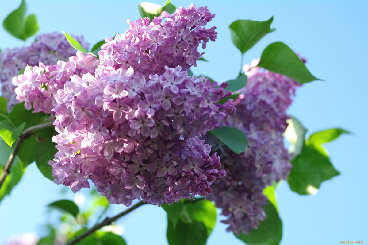 Сирень обыкновенная Beauty of Moscow