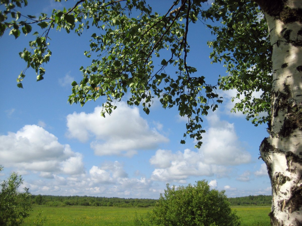 Берёза ойковская