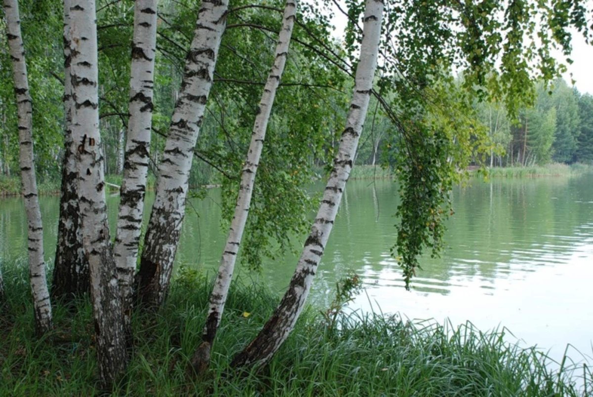 Береза дерево