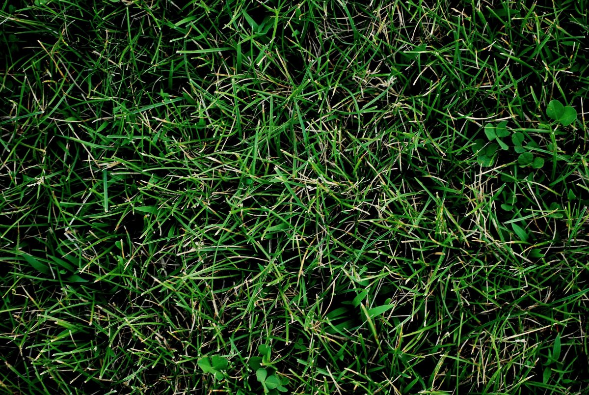 Текстура травы бесшовная