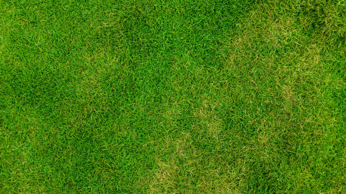 Текстура травы