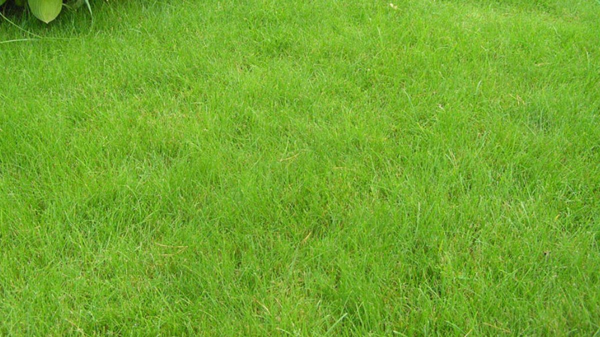 Травосмесь «Гольфмастер»