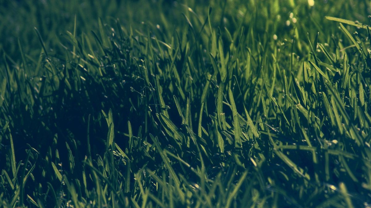 Трава сверху