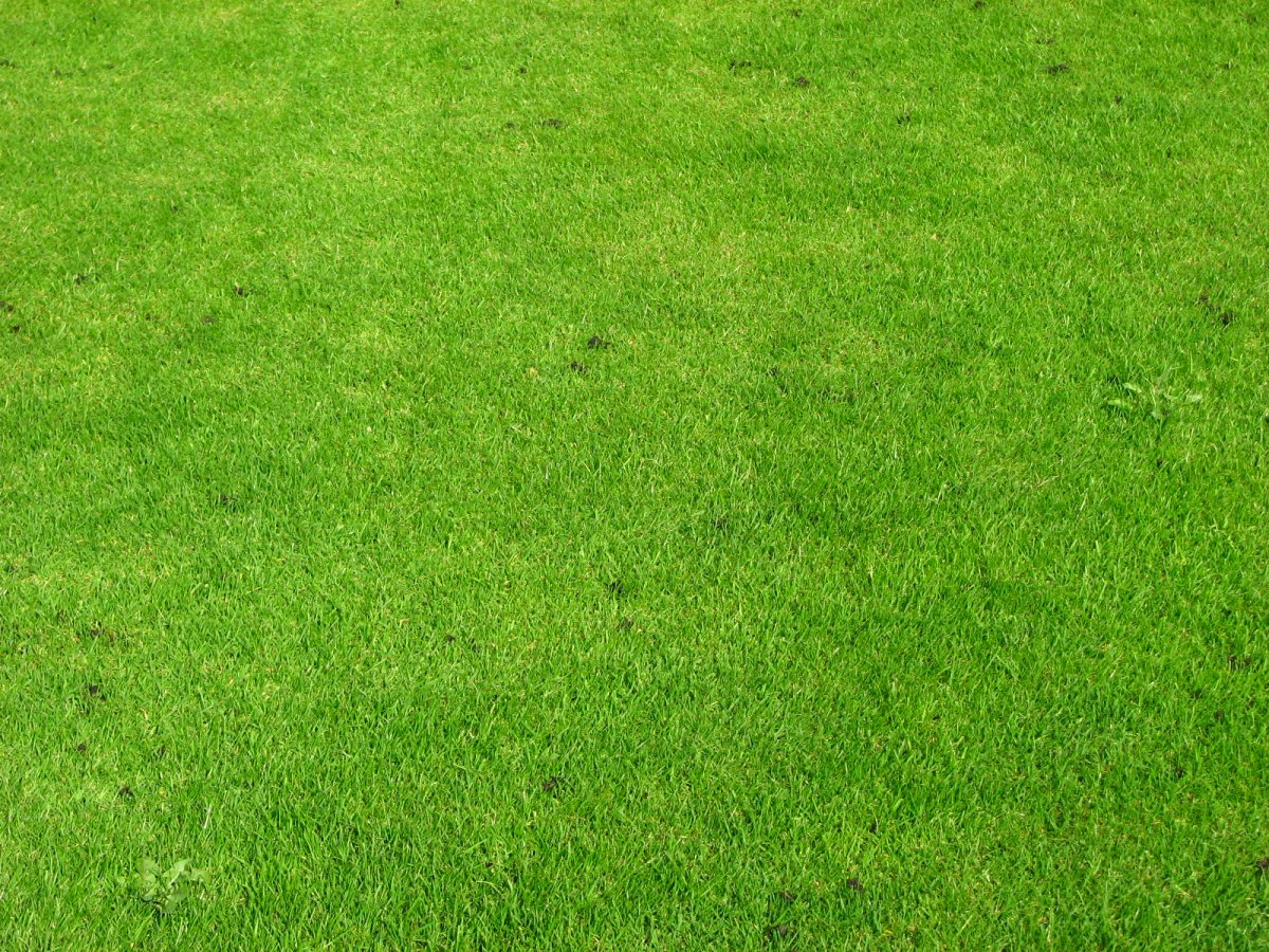 Трава газон вид сверху