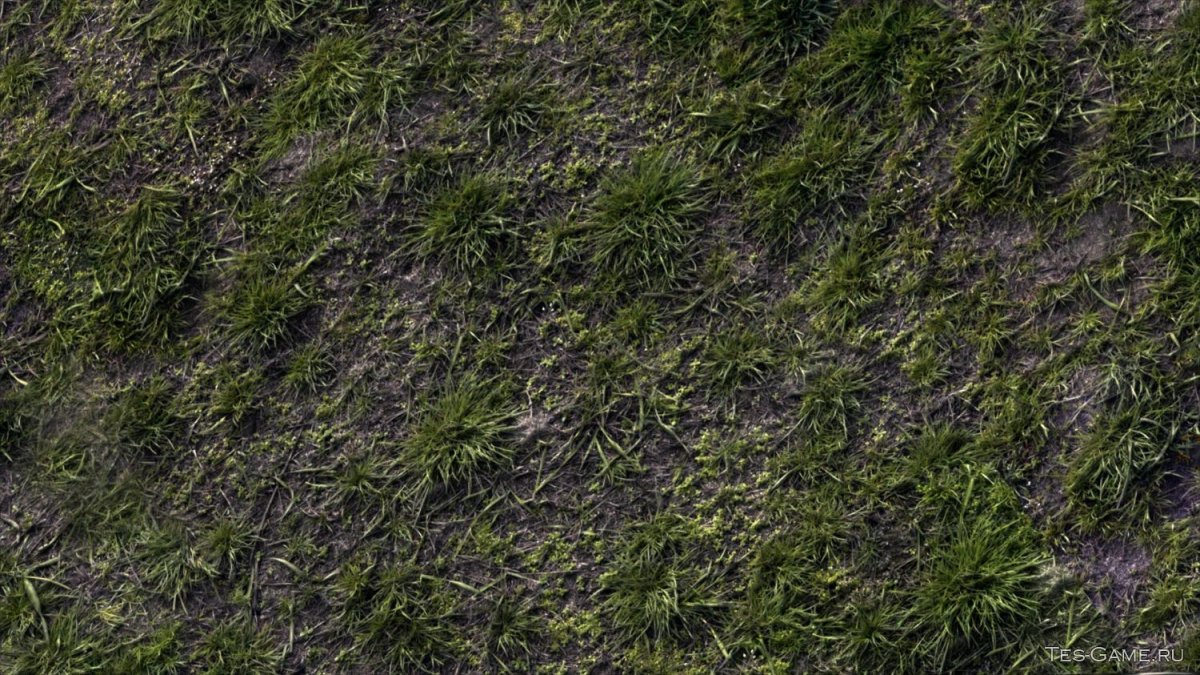 Текстура земли с травой
