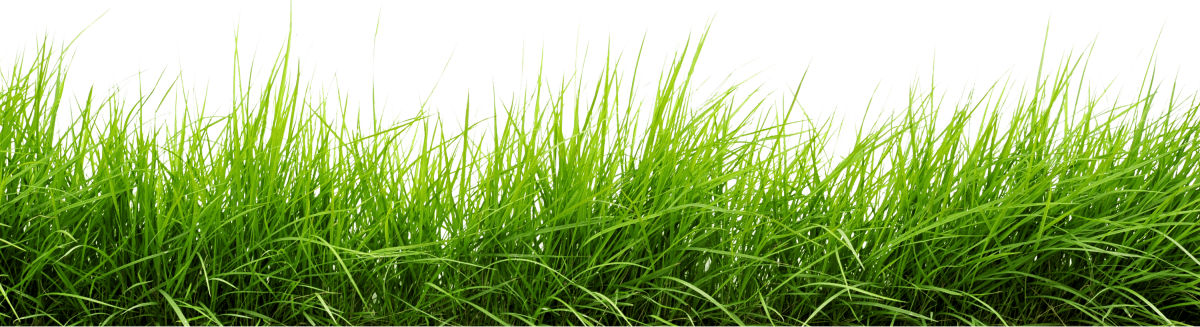 Трава на прозрачном фоне