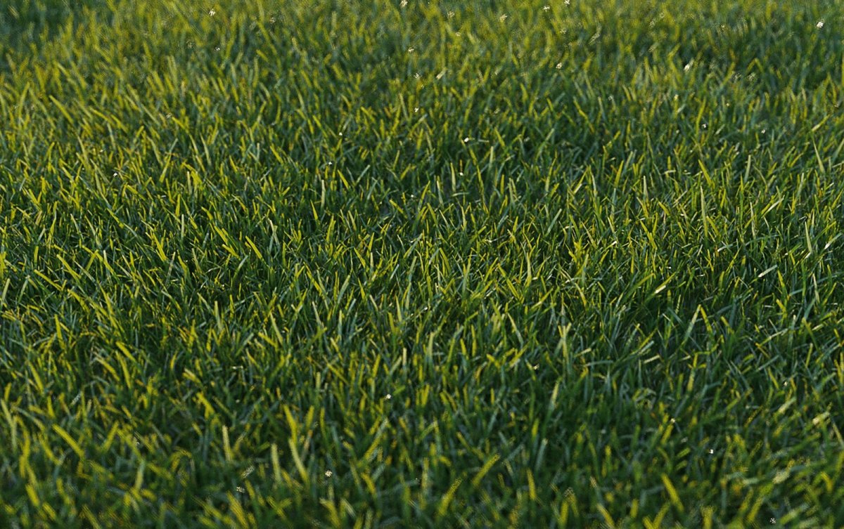 Газон ревит