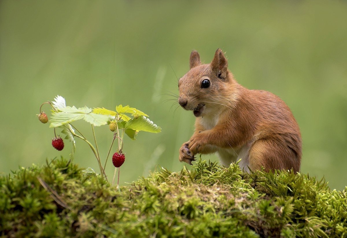 Желтогорлая белка