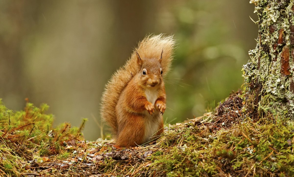 Заставка на рабочий стол белка