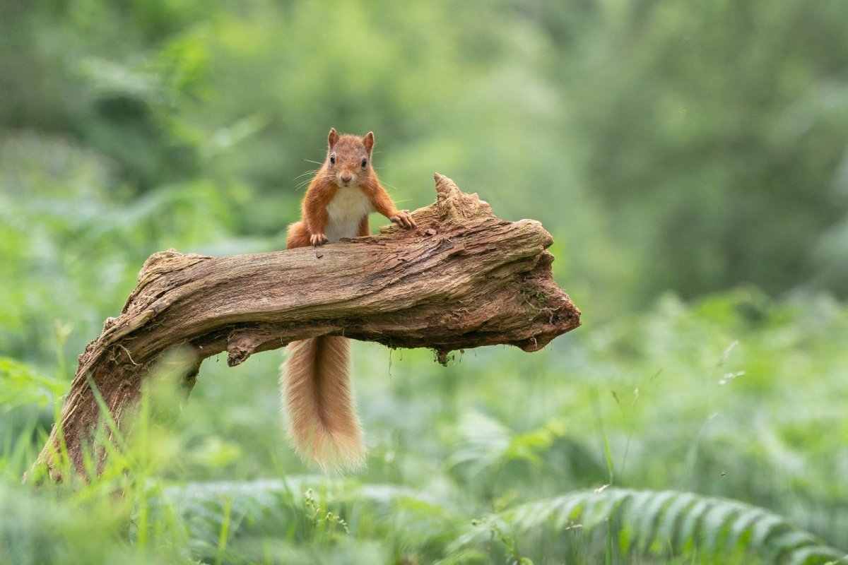 Животные летом