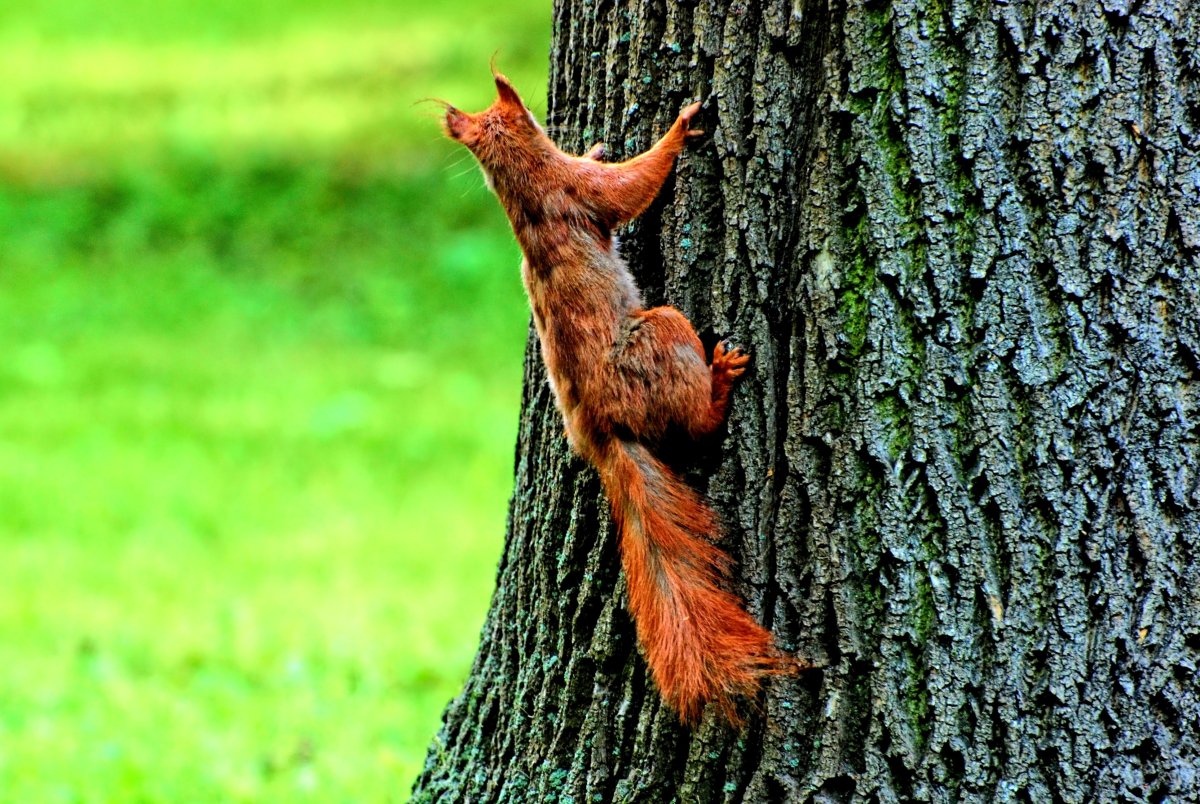 Белка со спины