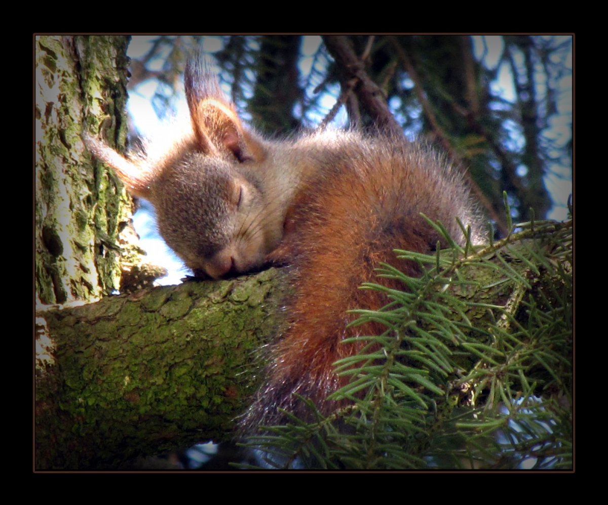 Белочка спит