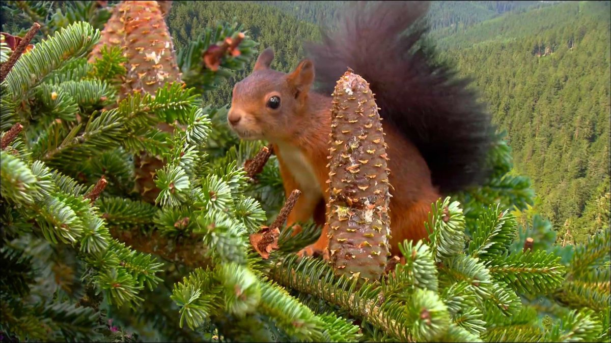 Белка с шишкой