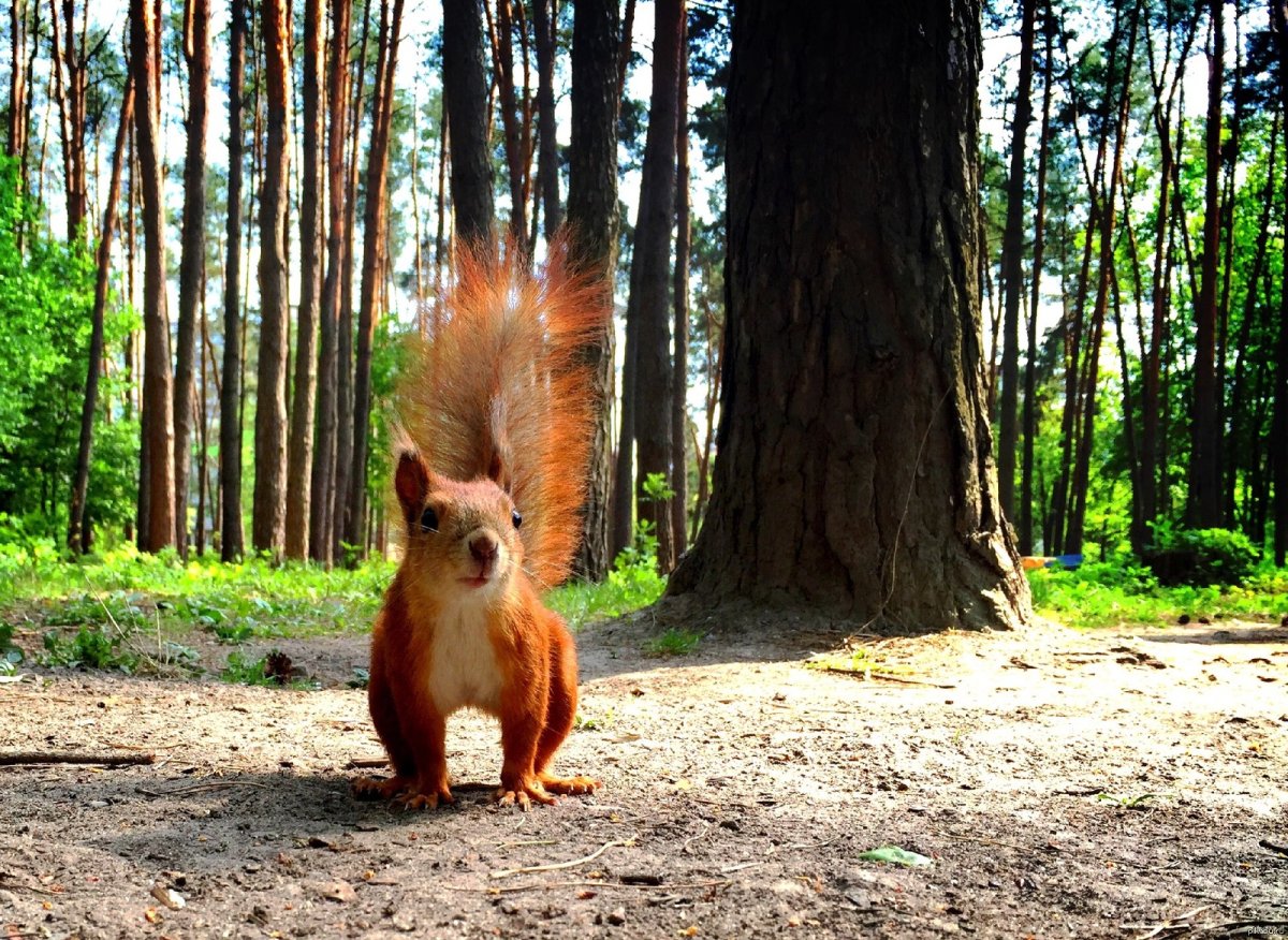 Смешные Лесные животные