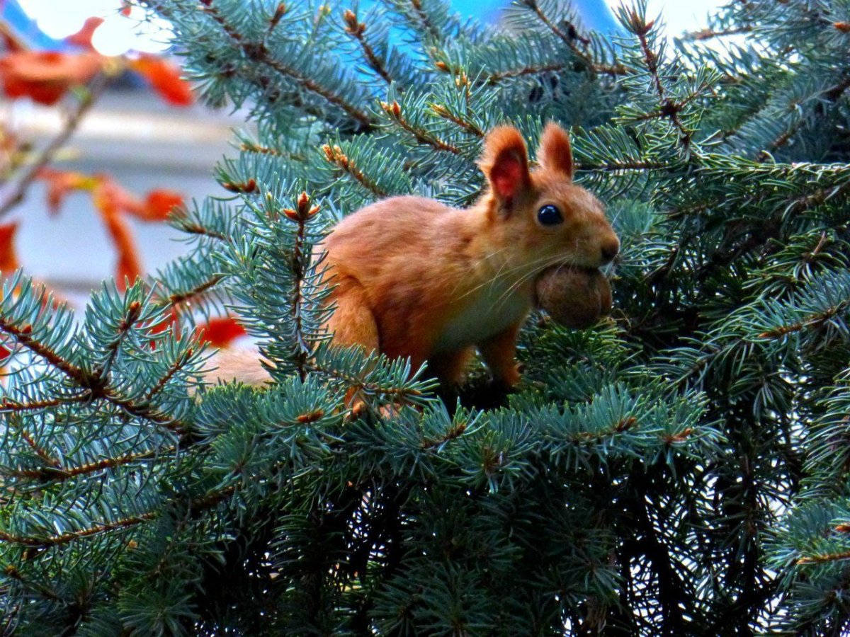 Животные в лесу