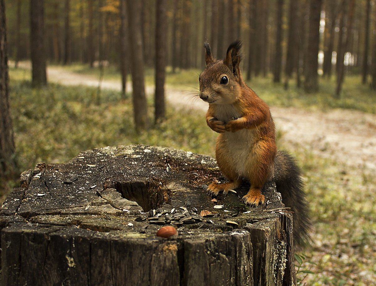Звери в лесу