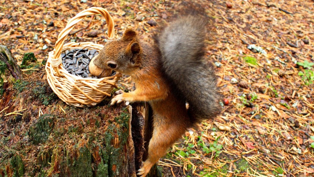 Животные в лесу