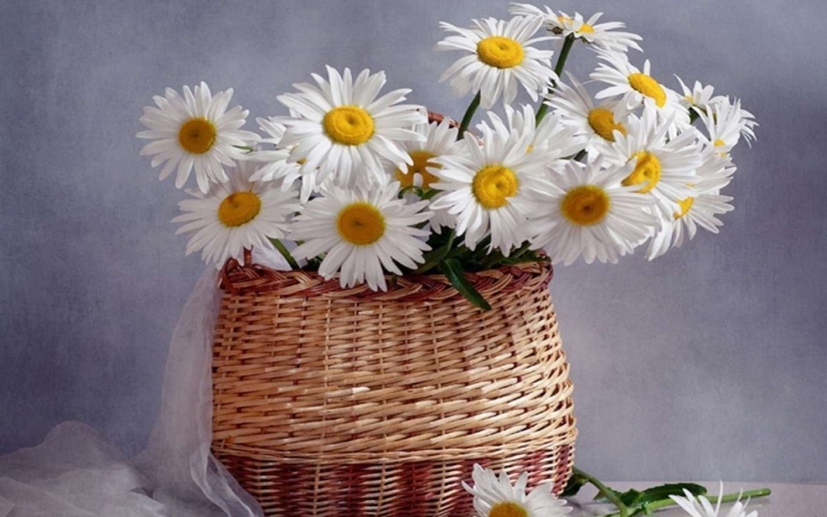 Поздравляю цветы ромашки