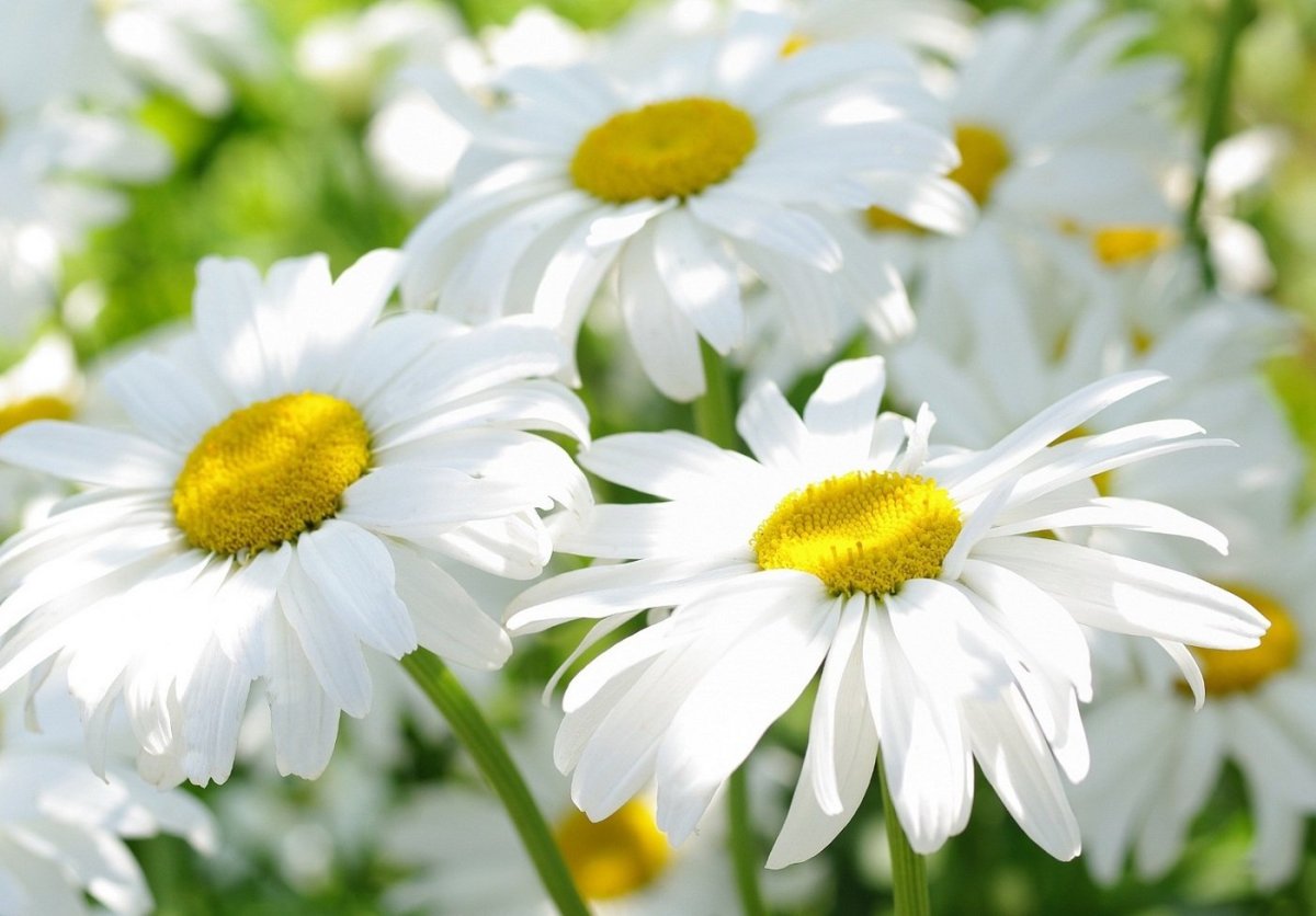 Букет ромашек