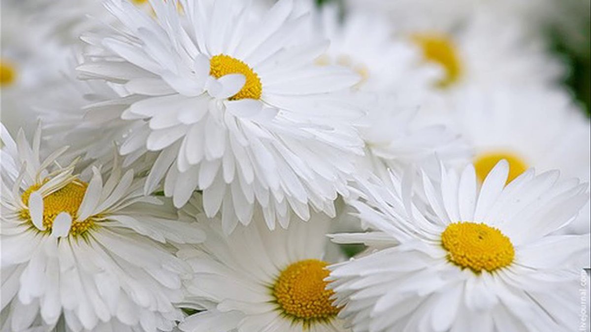 Поздравительные открытки с ромашками