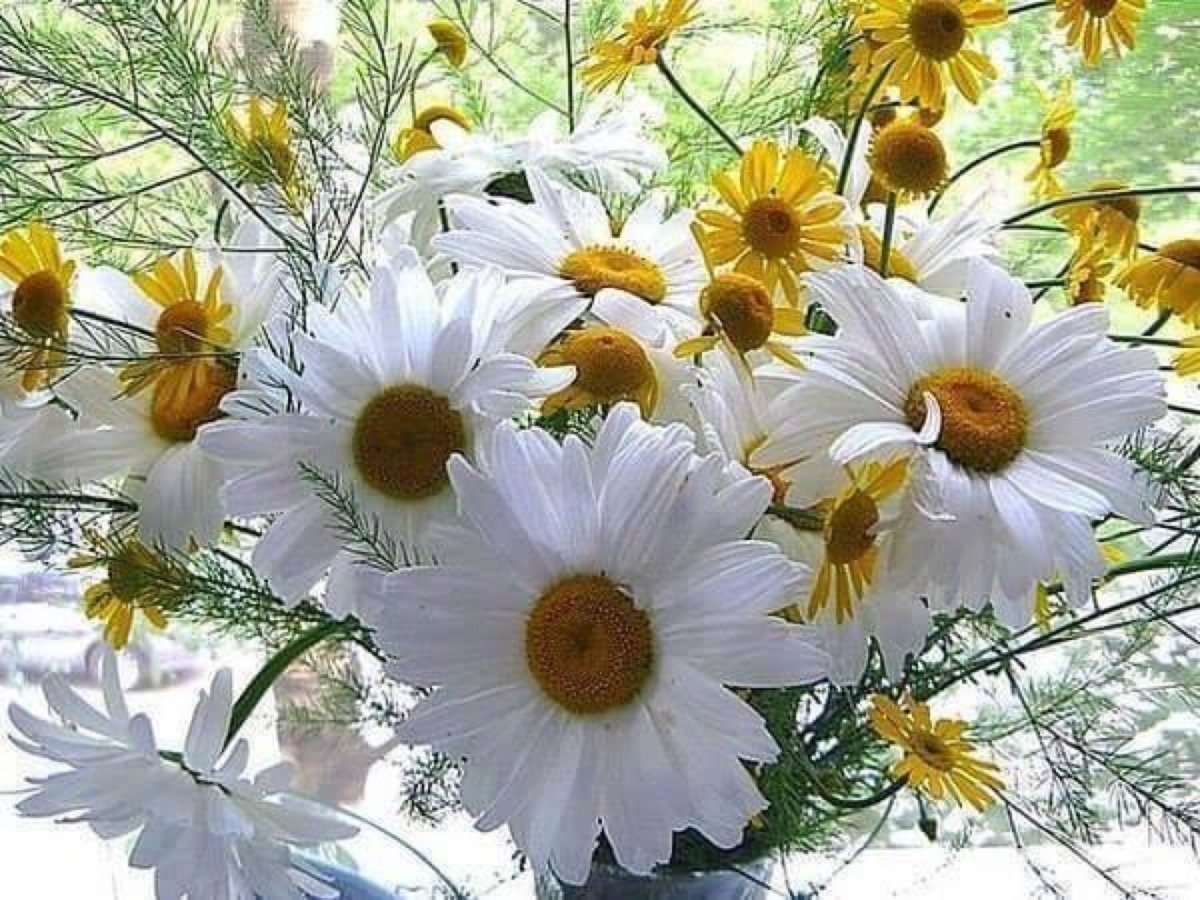 День семьи ромашки