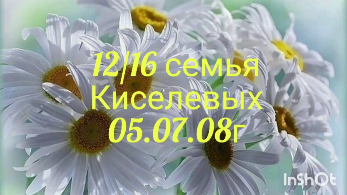 Красивые ромашки