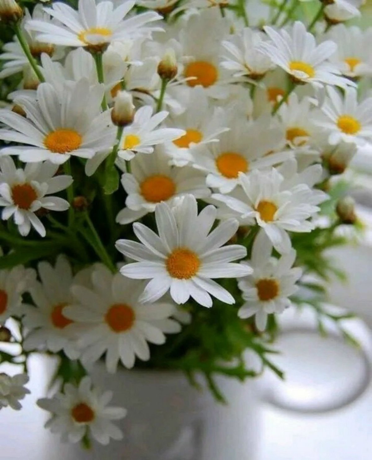 День ромашек 24 июня