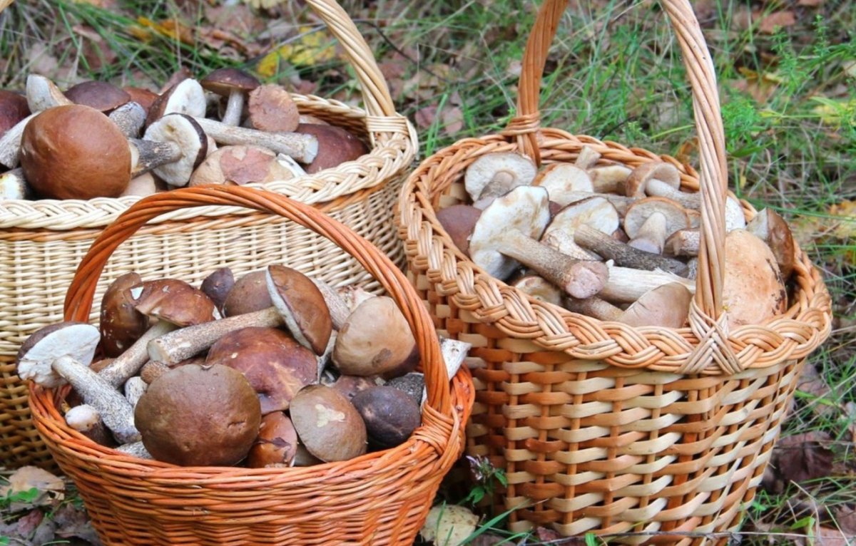 Корзинка белых грибов
