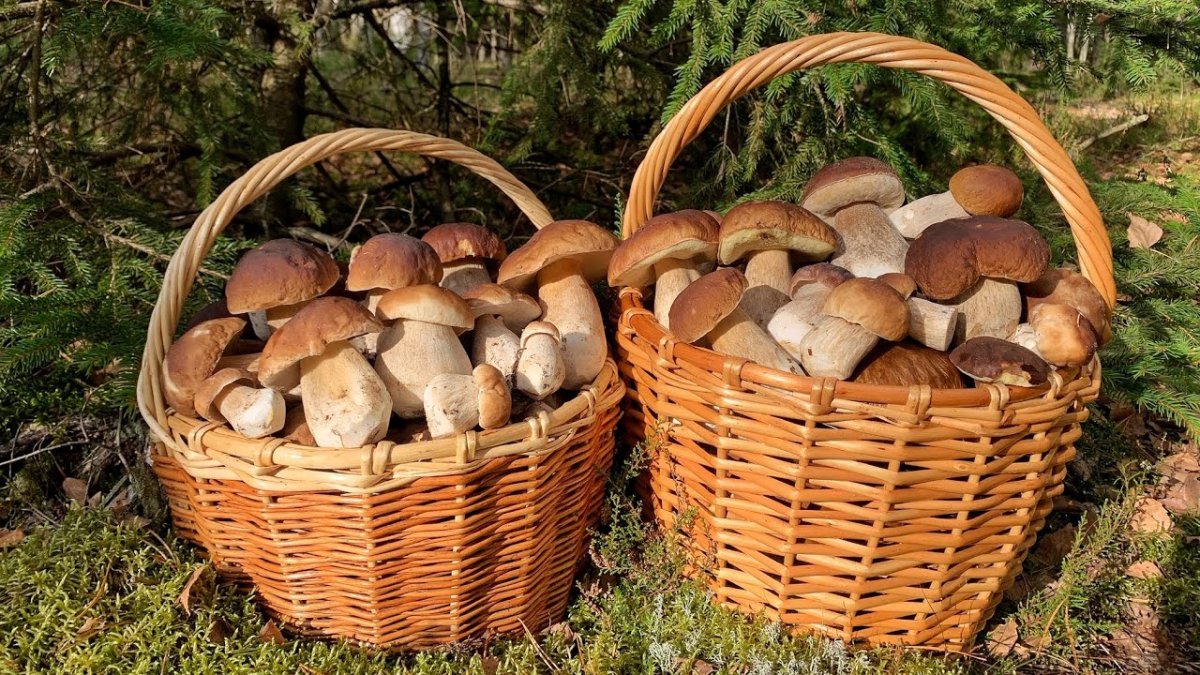Корзинка с грибами в лесу