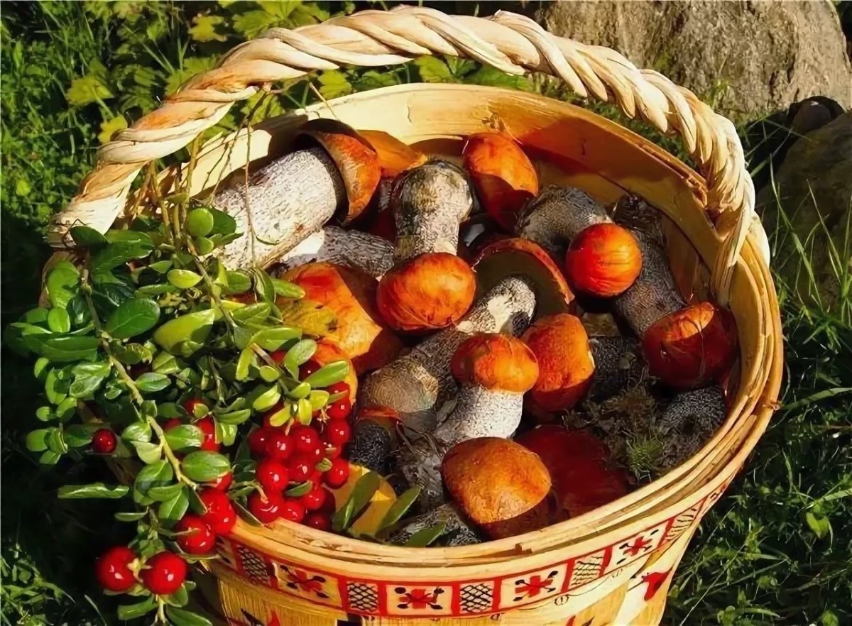 Осень грибы