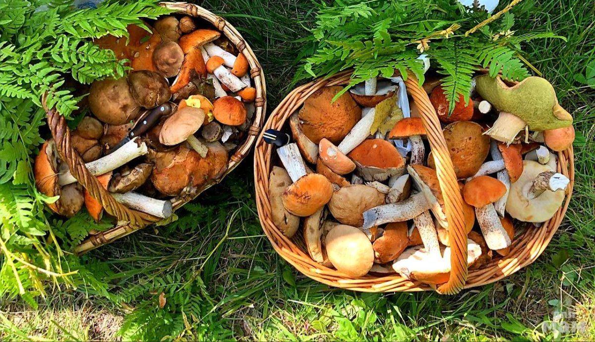 Поход в лес за грибами