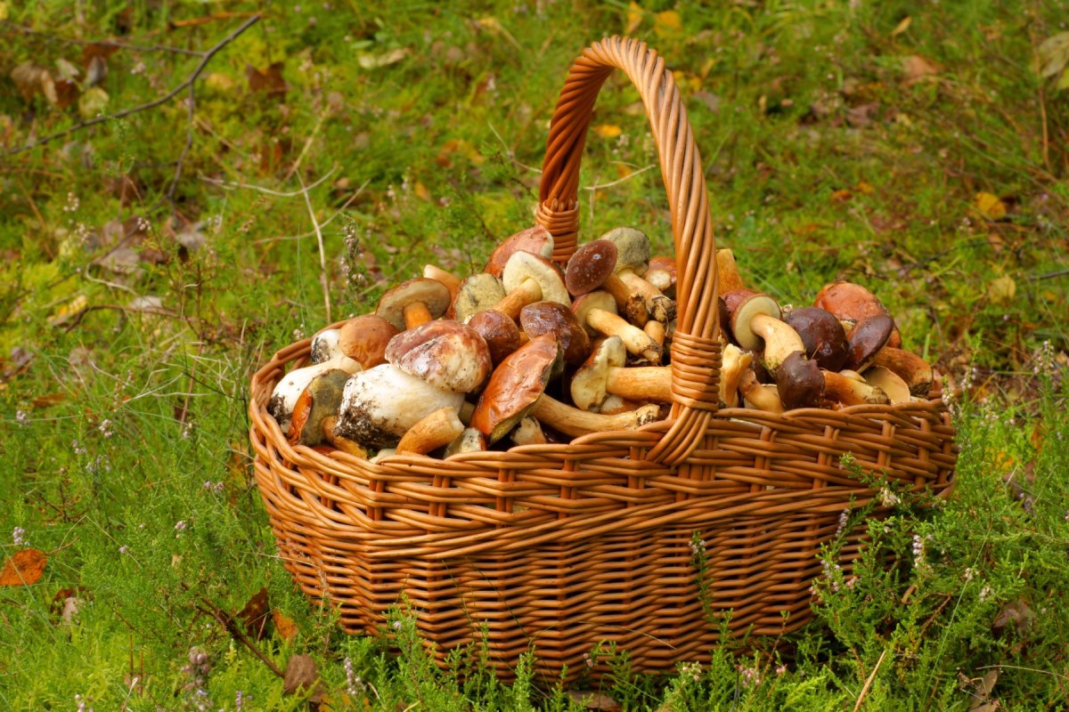 Поляна белых грибов