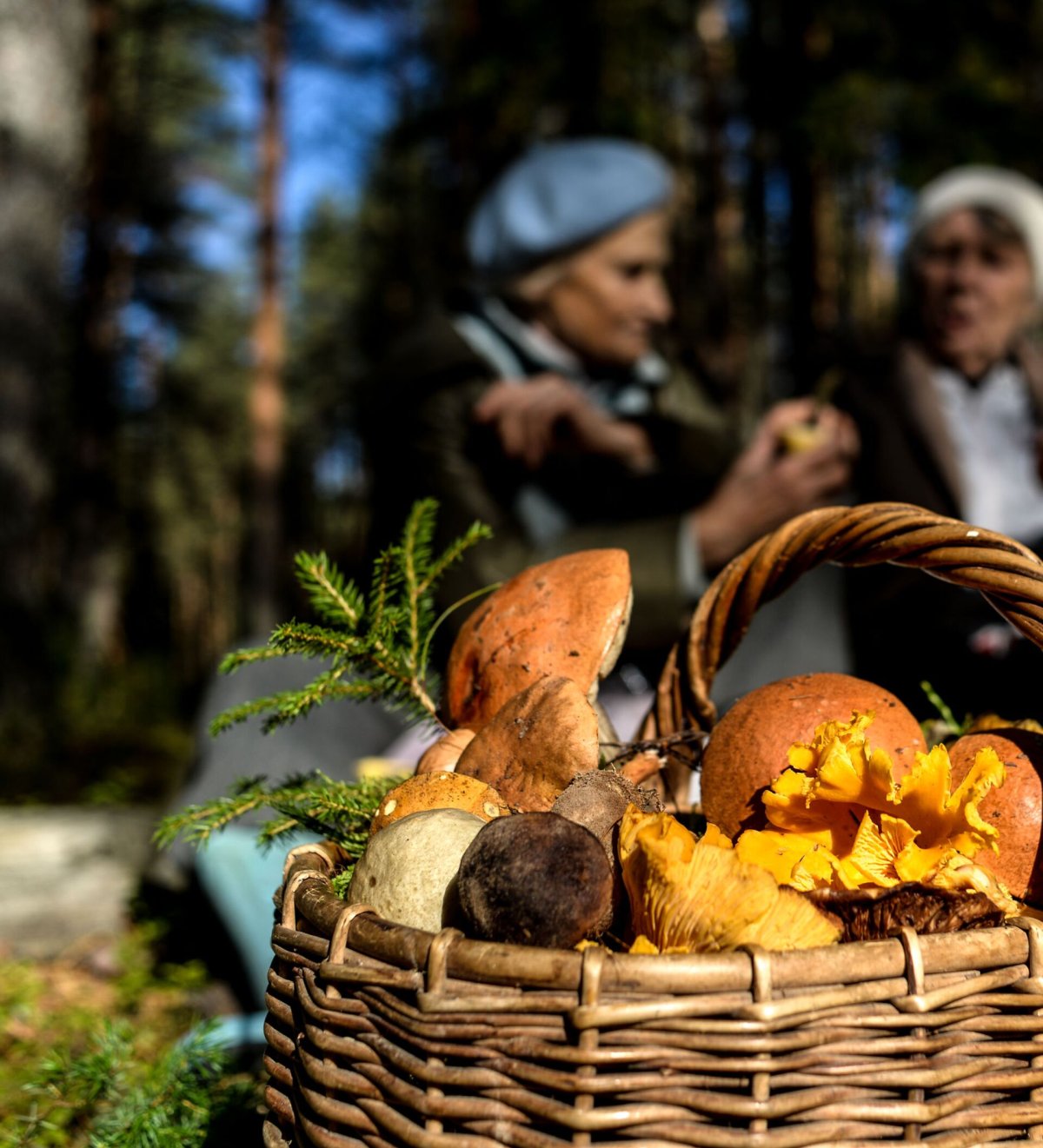 Корзинка с грибами и ягодами