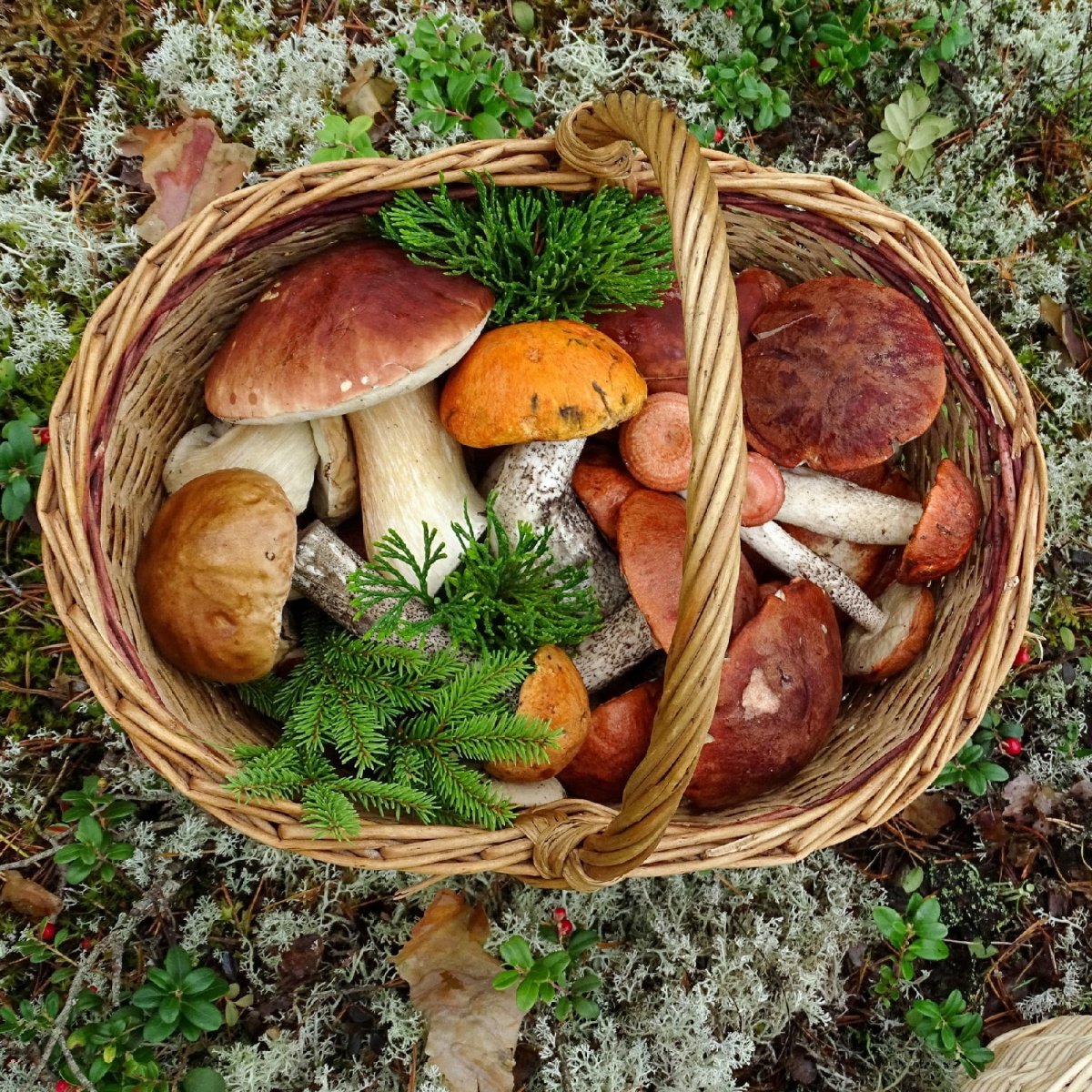 Корзина для грибов