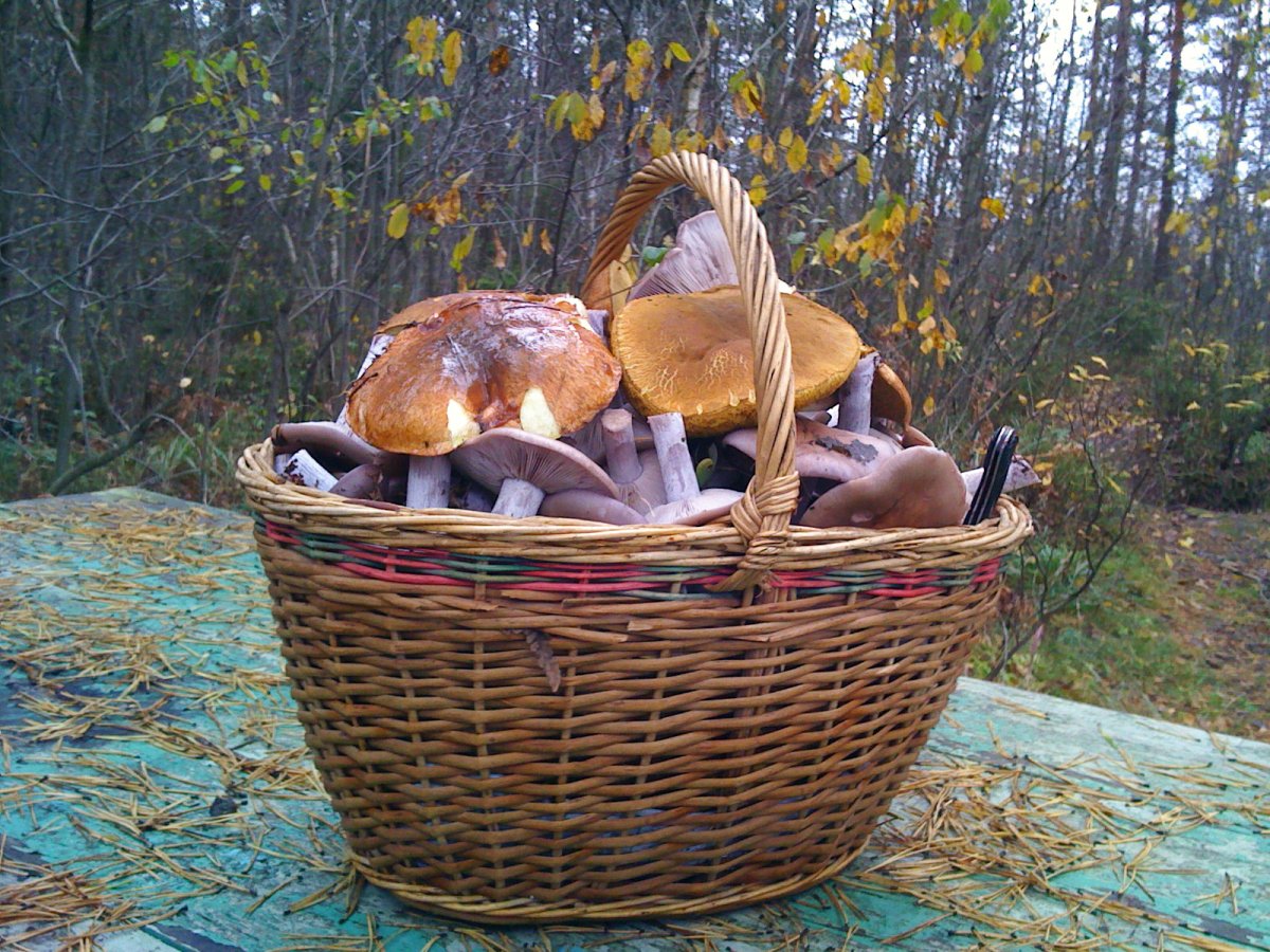 Дети собирают грибы