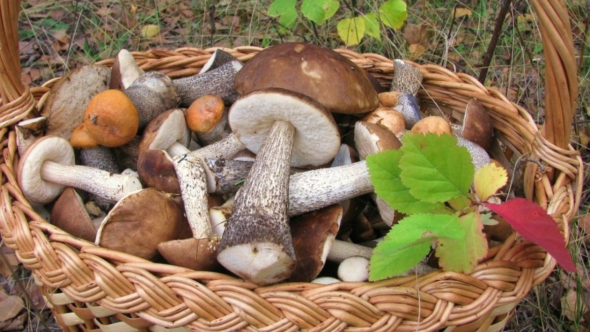 Грибы из пинтереста