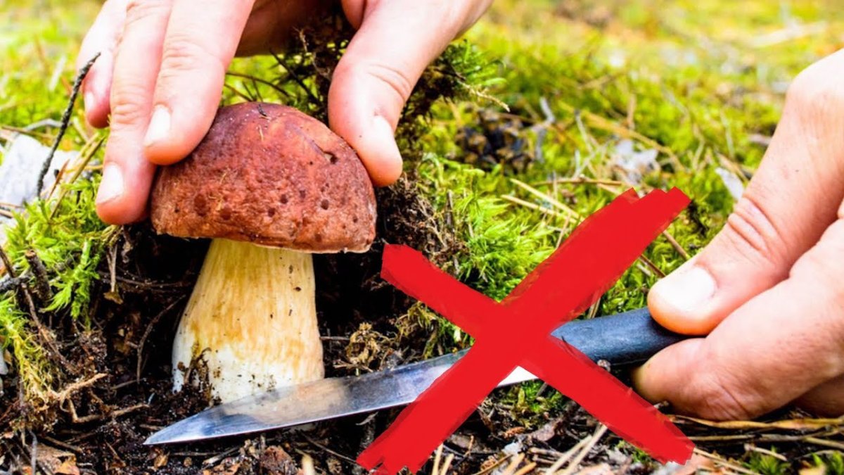 Грибы для детей