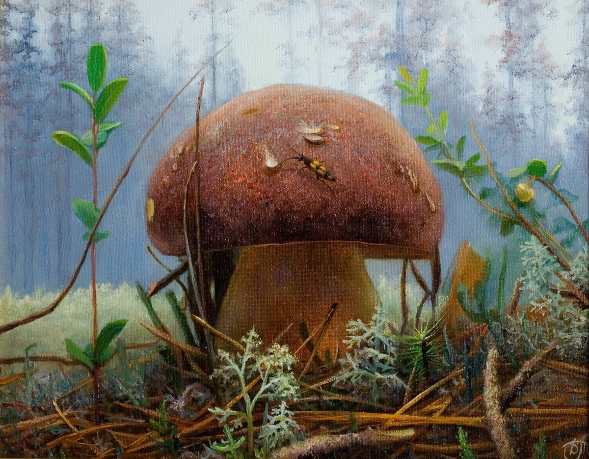 Сбор грибов