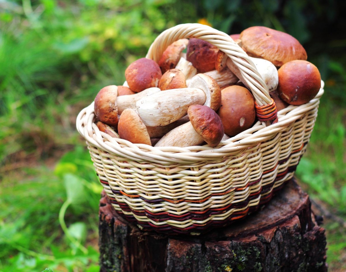 Сбор грибов в лесу