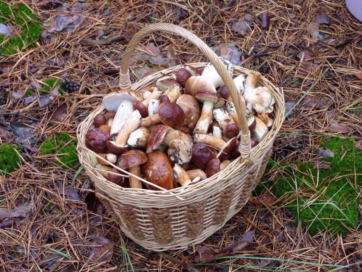 Тихов Дмитрий грибы