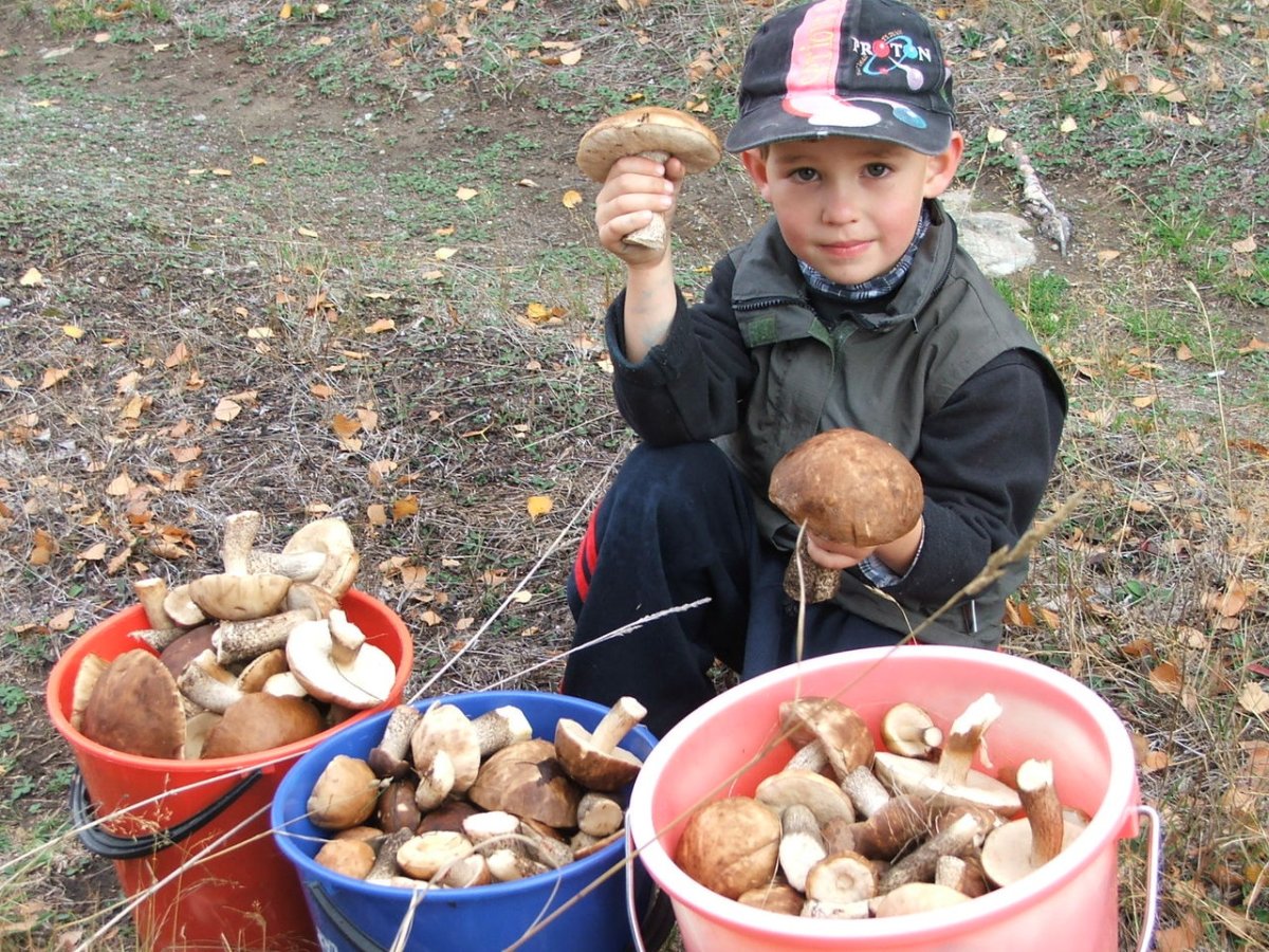 Шарж грибник
