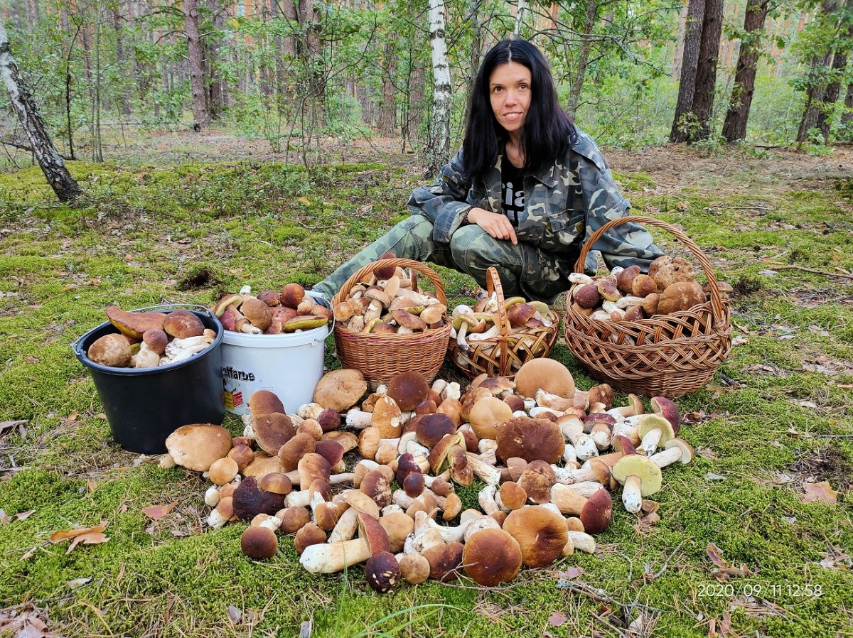 Грибы дорожки