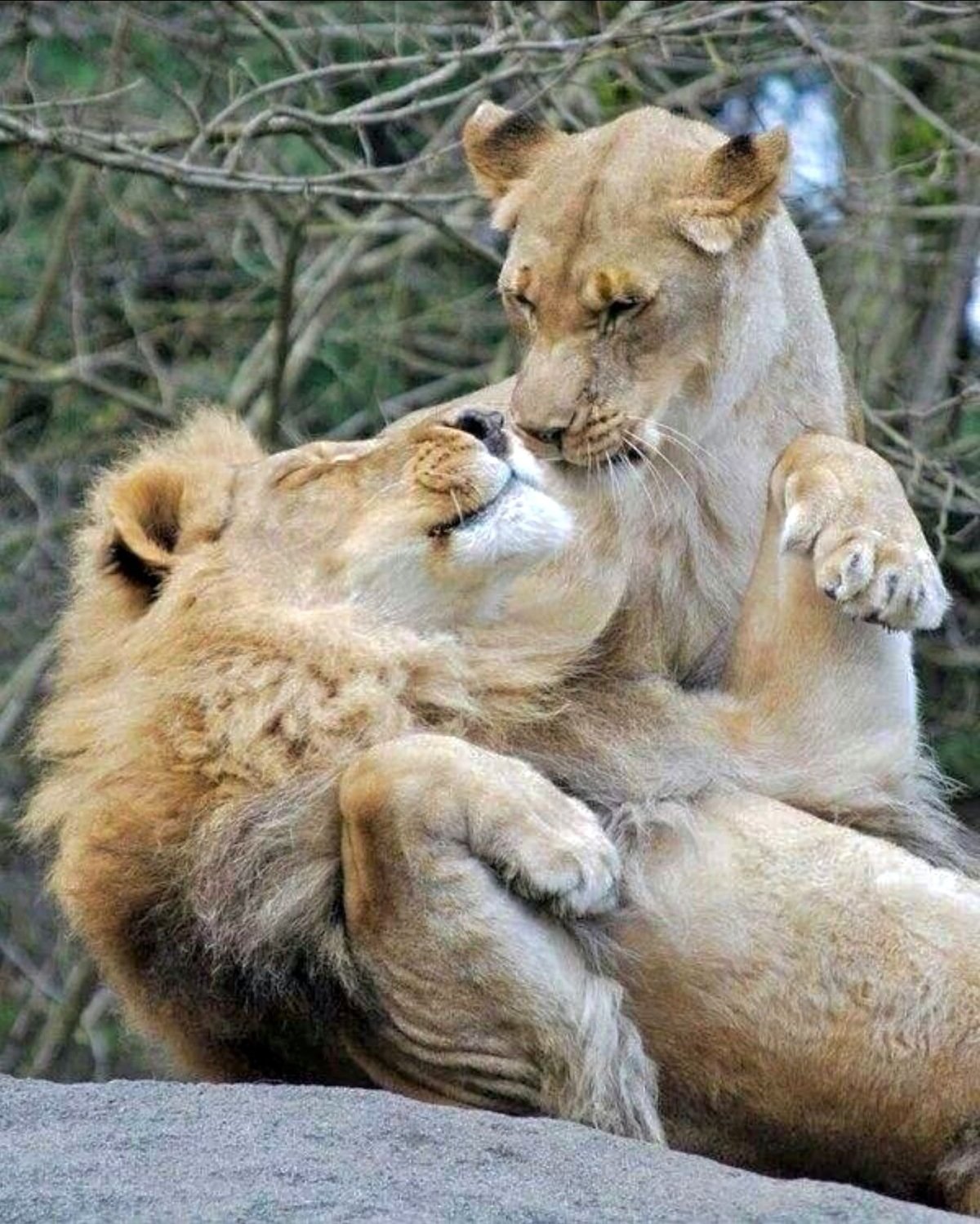 Красивая пара животных