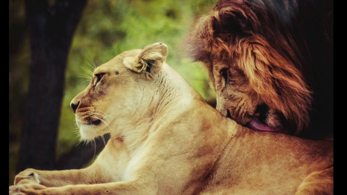 Пары животных