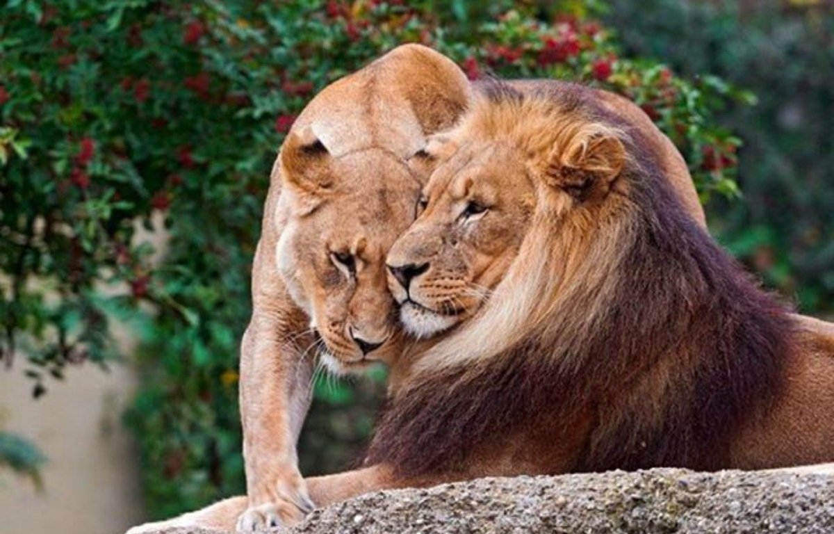 Влюбленный Лев